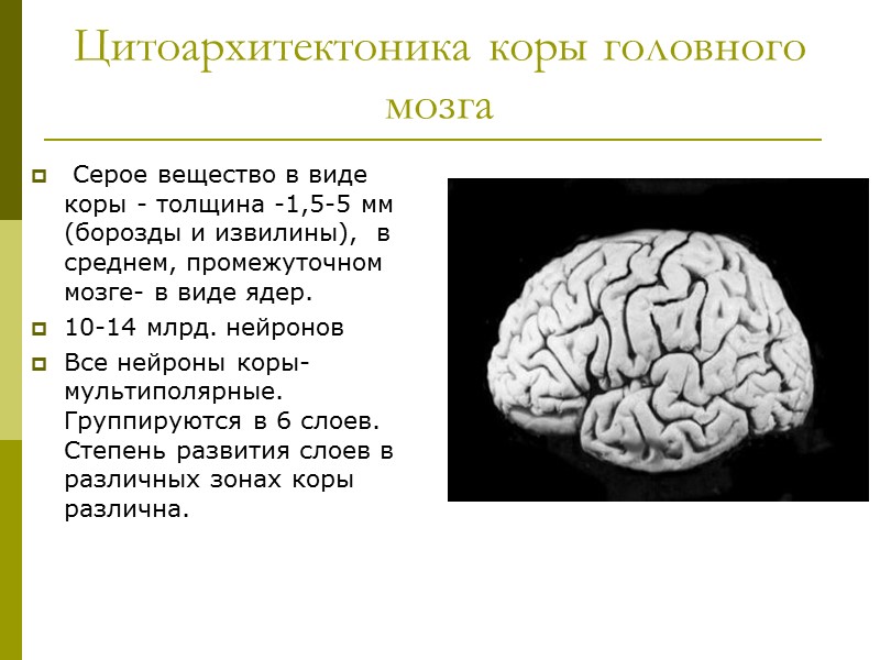 Цитоархитектоника коры головного мозга  Серое вещество в виде коры - толщина -1,5-5 мм